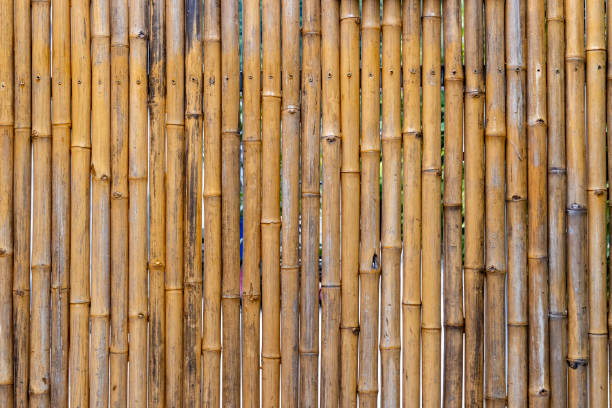 istock Bamboo stick background or patterns. Dried up bamboo plants used as a fence 1207419830