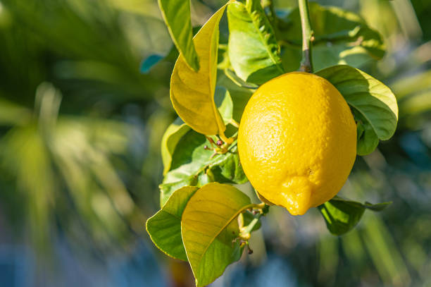 gelbe zitrone - lemon lemon tree tree branch stock-fotos und bilder