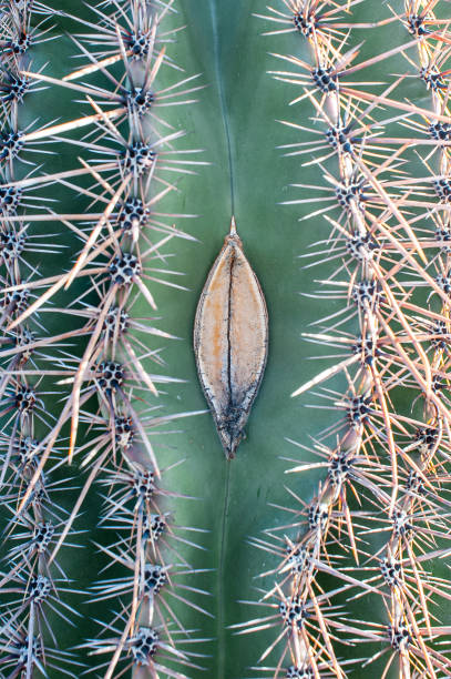 Close Up Saguaro Cactus stock photo