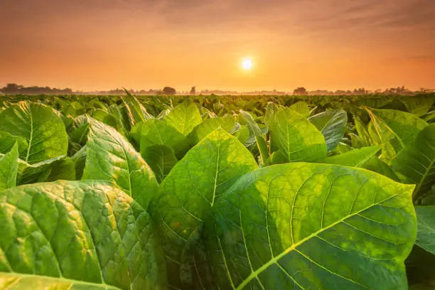 Photo of View of tobacco plant in the field at Sukhothai province, Northern of Thailand