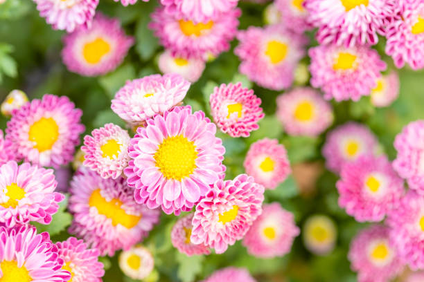 istock Beautiful chrysanthemum flower in garden for backdrop use 1207423026