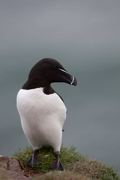 istock Razorbill at Fowlsheugh 120742609