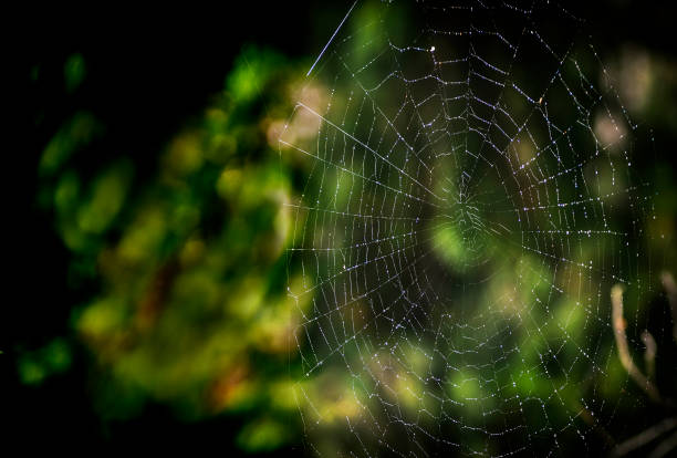 istock Spider web pattern is art of the nature 1207427168