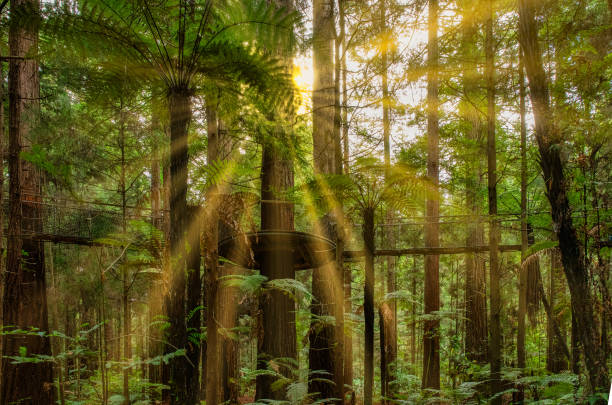 Sun flare in the Redwood Forest warm sun rays lighting up the trees in the dense lush native forest in Rotorua rotorua stock pictures, royalty-free photos & images
