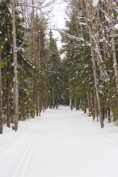 istock Snow covered deserted alley with trees, place for rest and walks 1207427601