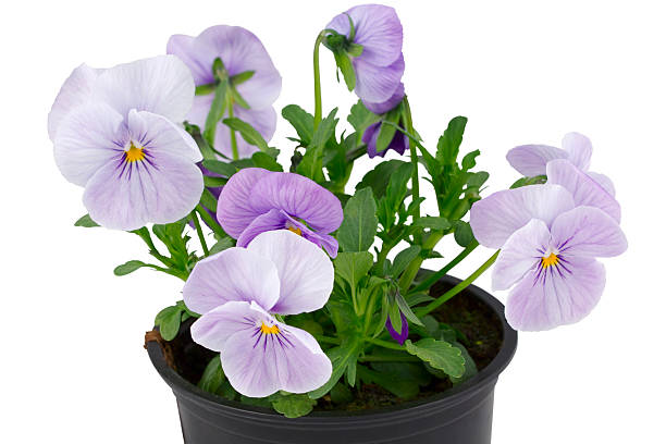 istock Violet pansies in flower pot 120742802