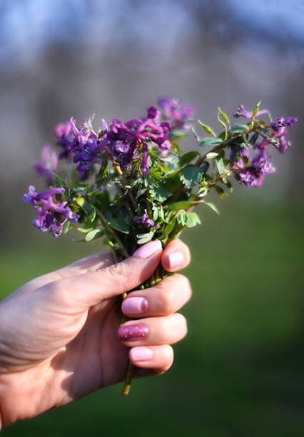 istock Defocus beautiful purple spring flowers in hands on a blurred background. Delicate spring flowers symbolize the arrival of spring 1207428218