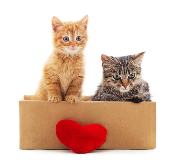 istock Kittens in the box with a toy heart. 1207428443