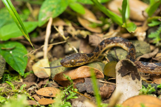 istock Northern cat-eyed snake 1207428553