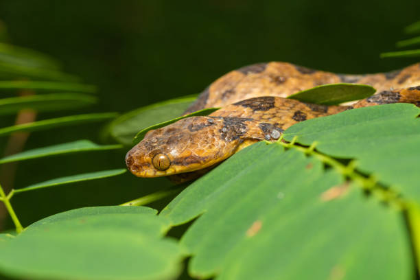 istock Northern cat-eyed snake 1207428556