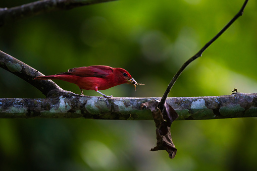 Hepatic tanager in Costa Rica