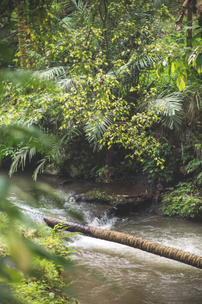 istock Jungle waterfall cascade in tropical rainforest.  Waterfall In Jungle ,Bali ,indonesia 1207429739