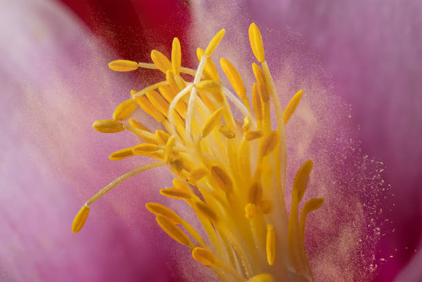 Aquilegia 'Red Bonnet' beautiful flower super close up macro of stamen and petals with pollen grains