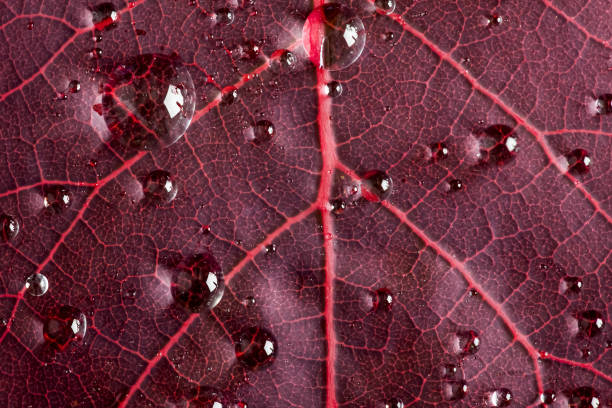 istock Cotinus leaf close up with water droplets 1207429956