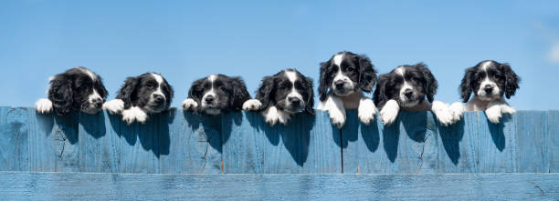 Over the fence