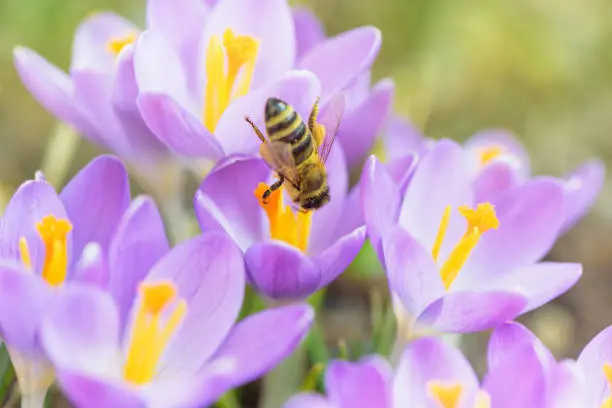 Photo of Bee picking pollen from crocus flower.