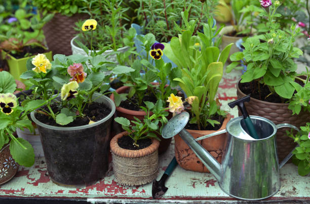 istock Garden table with watering can and blooming pansy flowers. 1207435467