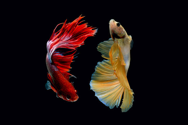 Wallpaper Beautiful Macro Photography Betta Fish With Black Background Stock Photo - Download Image Now - iStock Wallpaper Beautiful Macro Photography Betta Fish With Black Background Stock Photo - Download Image Now - iStock