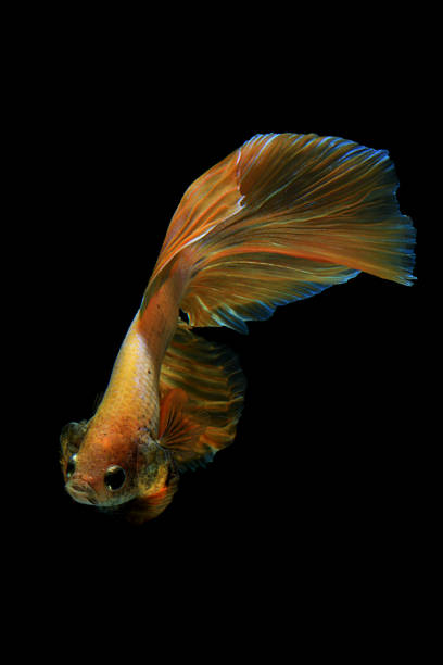 istock Wallpaper Beautiful Macro Photography Betta Fish With Black Background 1207435524