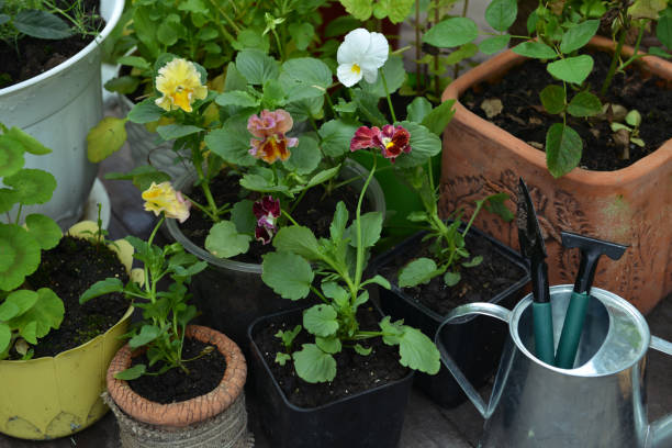 istock Blooming pansy flowers in pots with watering can and working tools. 1207435588