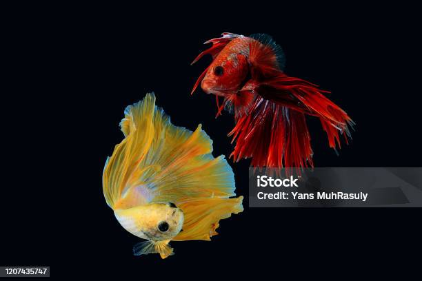 Twins Betta Fish Wallpaper Black Background Stock Photo - Download Image  Now - Activity, Aggression, Animal - iStock