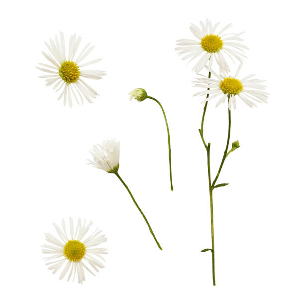 istock Set of daisy flowers and buds 1207439184