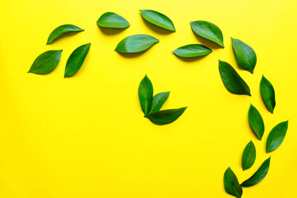 istock Leaves composition made of ruskus. Flat lay, top view. Summer creative minimal background with tropical leaves. Leaf pattern 1207439191