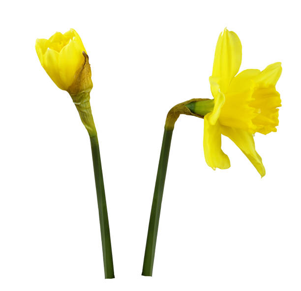 istock Yellow narcissus flower and bud 1207439214