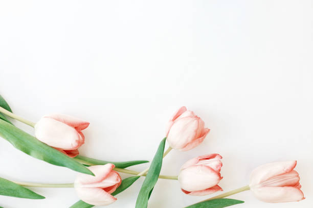 istock Spring flat lay. Pink tulips on white background with space for text. Top view of spring flowers, Stylish tender image. Hello spring. Greeting card  floral border mockup. Happy Womens day 1207440039