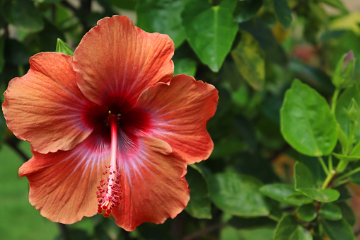 Beautiful orange hibiscus flower in closeup with green leafs in Tamilnadu India