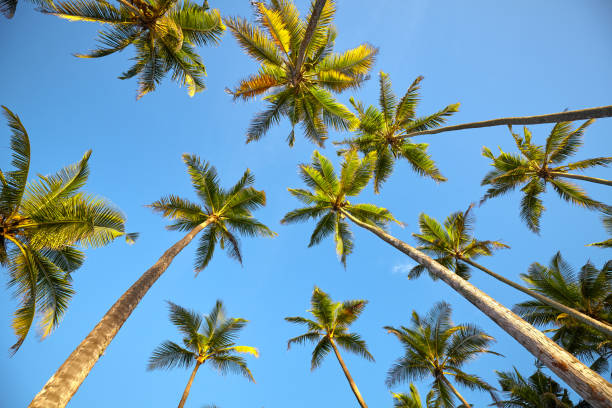 istock Looking up at coconut palm trees. 1207440292