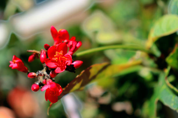 istock red flowers in the garden 1207440357