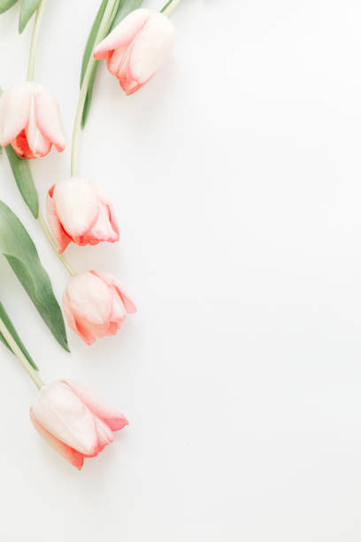 istock Pink tulips border flat lay on white background, space for text. Stylish soft spring image. Floral Greeting card mockup. Creative minimal vertical photo. Happy women's day. Happy Mothers day 1207440390