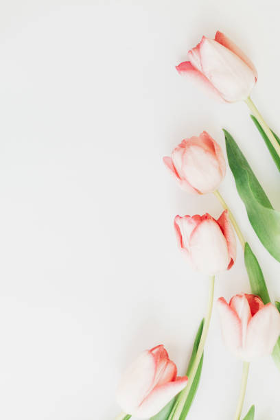 istock Pink tulips border flat lay on white background, space for text. Stylish soft spring image. Floral Greeting card mockup. Happy women's day. Happy Mothers day. Creative minimal vertical photo 1207440564