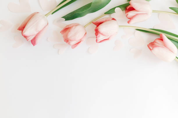 istock Pink tulips flat lay on white background with space for text. Spring flowers, stylish tender image. Hello spring. Greeting card floral border mockup. Happy Mothers day. Womens day 1207441216