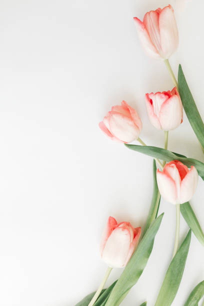 istock Pink tulips flat lay on white background with space for text. Spring flowers, stylish tender image. Hello spring. Greeting card  floral border mockup. Happy Mothers day, vertical image 1207441293