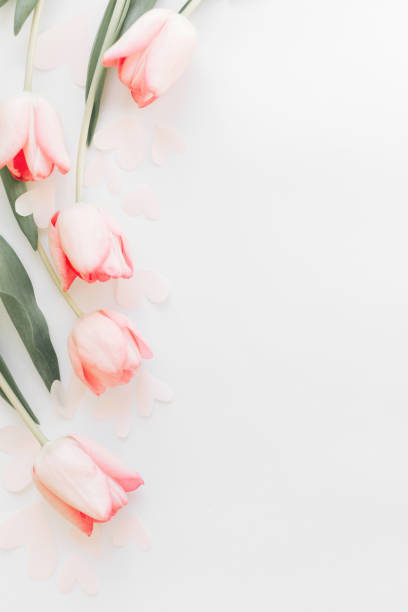 istock Pink tulips border flat lay on white background, space for text. Stylish soft spring image. Floral Greeting card mockup. Happy women's day. Happy Mothers day. Creative minimal vertical photo 1207441369