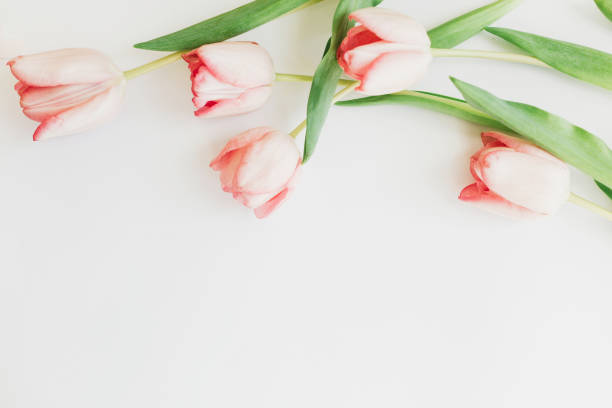 istock Pink tulips flat lay on white background with space for text. Top view of spring flowers, Stylish tender image. Hello spring. Greeting card  floral border mockup. Womens and mothers day 1207441431