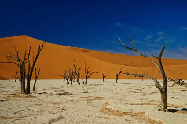 Dead trees at Deadvlei salt pan, Namibia, Africa