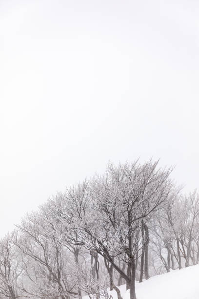 istock ski resort,akita prefecture in japan 1207442937