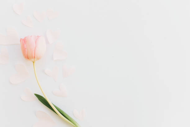 istock Pink tulip flat lay with soft hearts on white background, space for text. Stylish minimalistic spring image. Happy womens day. Greeting card mockup. Happy Mothers day. Romantic Valentines day 1207443082