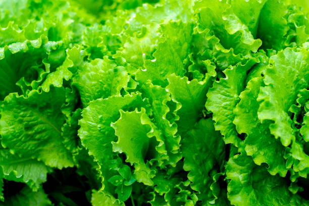 istock Lettuce salad leaf background. Fresh batavia salad. Top view whole lettuce leaf growth on organic farm ground bed. Young green lettuce crop in garden soil for spring leaf salad. Raw vegetarian lettuce 1207443147