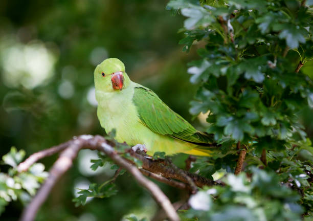 Rose-Ringed Parakeet in Hyde Park, London Rose-Ringed Parakeet in Hyde Park, London krameri stock pictures, royalty-free photos & images