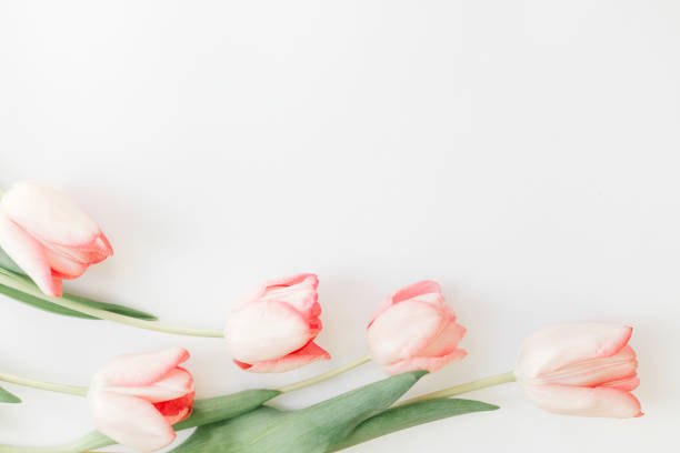istock Pink tulips border flat lay on white background, space for text. Stylish soft spring image. Floral Greeting card mockup. Creative minimal  photo. Happy women's day. Happy Mothers day. 1207443194