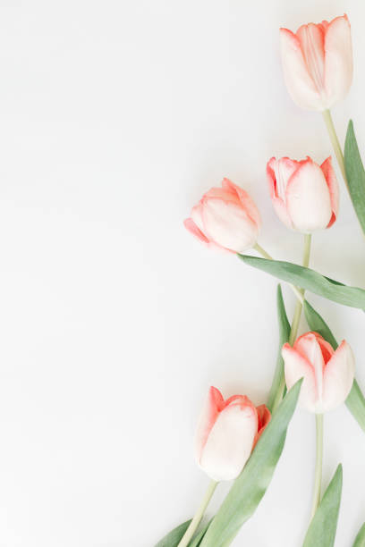 istock Spring flat lay. Pink tulips border on white background, space for text. Stylish soft spring image. Floral Greeting card mockup. Happy women's day. Happy Mothers day. Creative vertical photo 1207444889