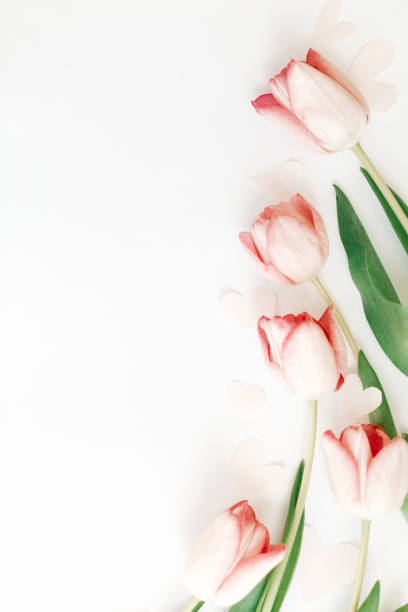istock Spring flat lay. Pink tulips border on white background, space for text. Stylish soft spring image. Floral Greeting card mockup. Happy women's day. Happy Mothers day. Creative vertical photo 1207445136