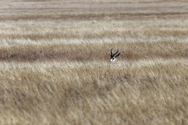 istock Springbok male hiding in the grasslands 1207445231