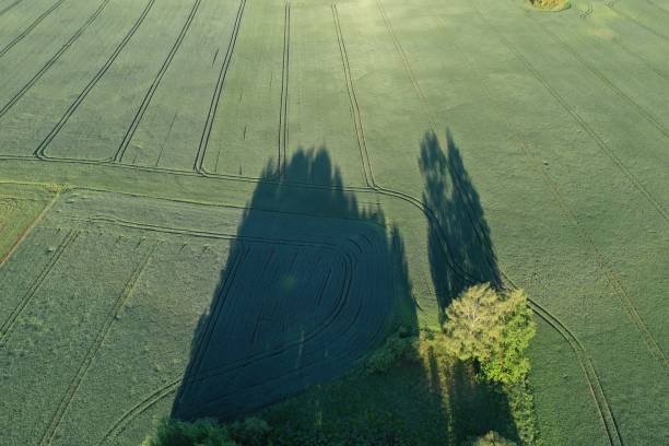 istock Morning shadows on green spring wheat field, aerial 1207446871