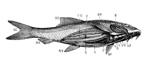 istock Antique animal illustration: Fish anatomy 1207447754