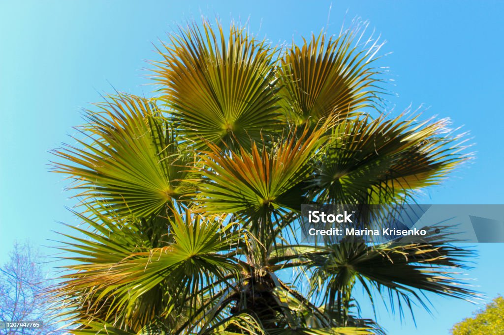 Trachycarpus fortunei palm. Trachycarpus fortunei palm. The tree is spreading with green leaves in the form of a fan. Sunny weather. Chusan Palm Stock Photo